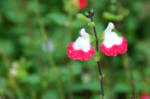 Salvia x jamensis Hot Lips